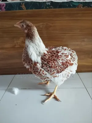 ওয়াইন্ডট মুরগি