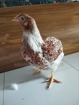 ওয়াইন্ডট মুরগি