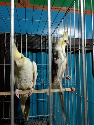 Cockatiels for Sale