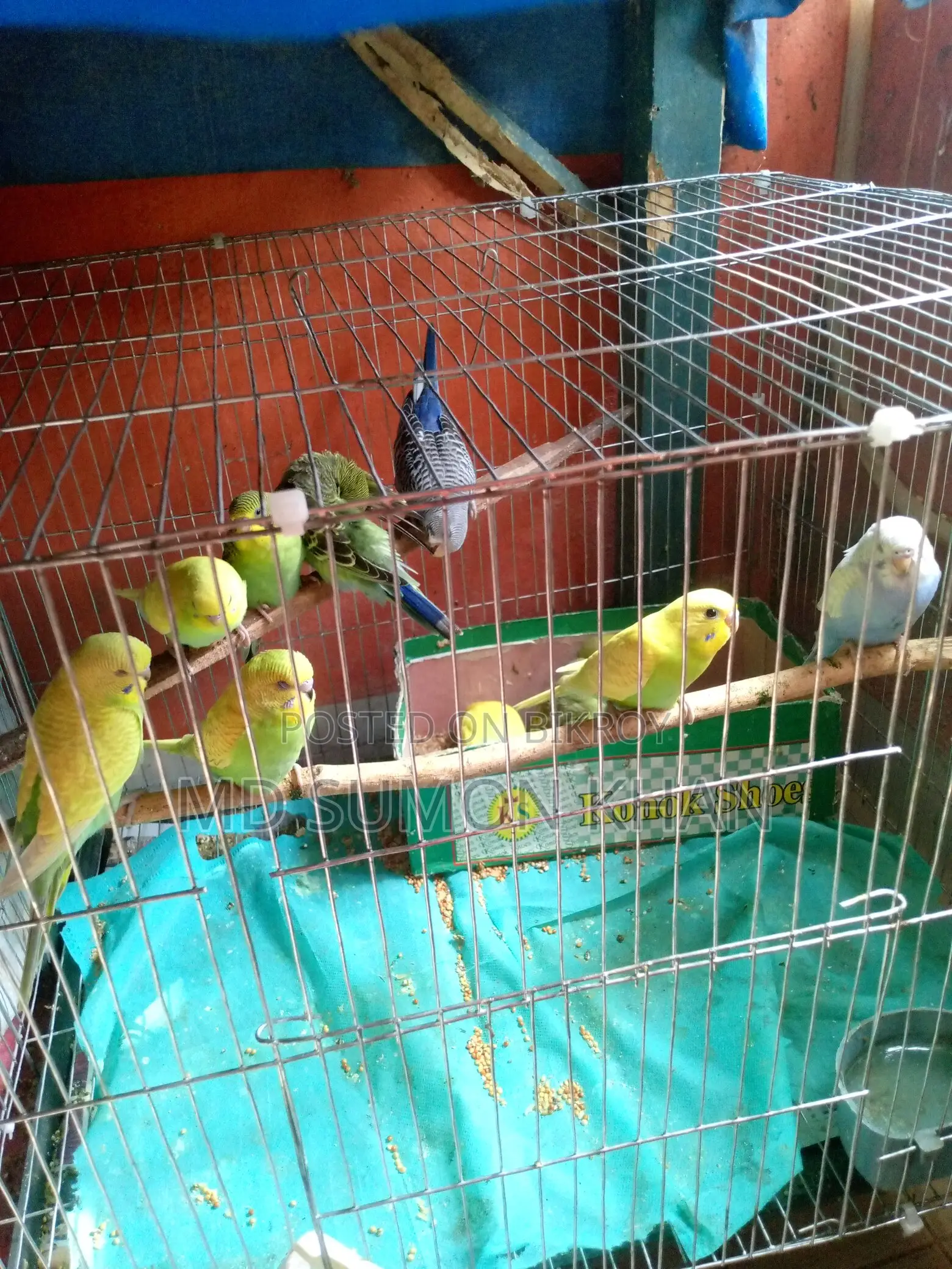 Healthy Budgerigar chicks for sale, two months old.