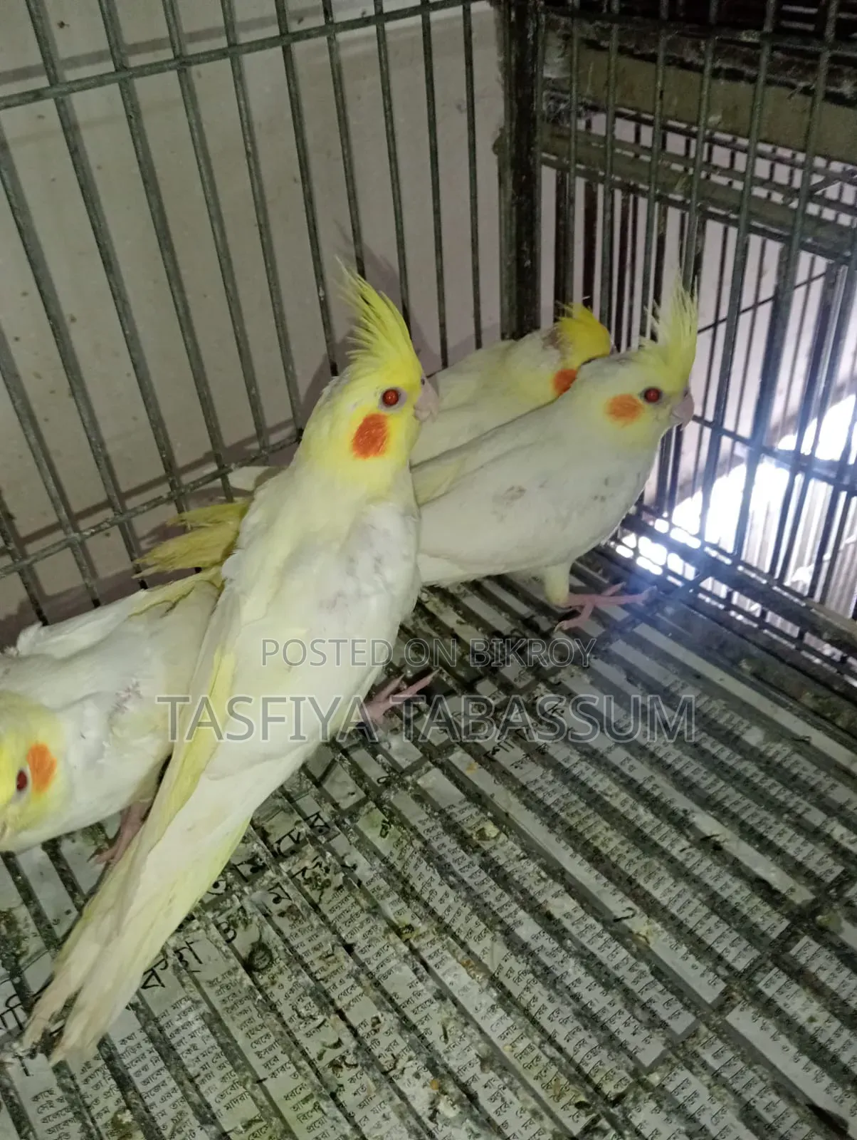ককাটিয়েল বেবি বিক্রি হবে