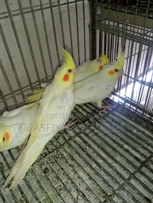 ককাটিয়েল বেবি বিক্রি হবে