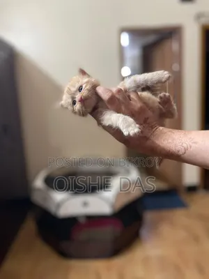 1-3 Months Female Purebred Persian