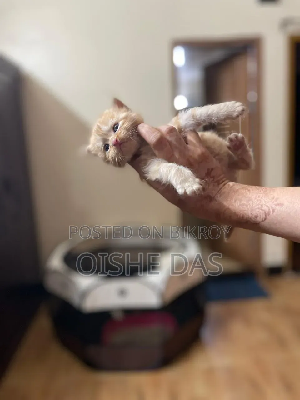 1-3 Months Female Purebred Persian