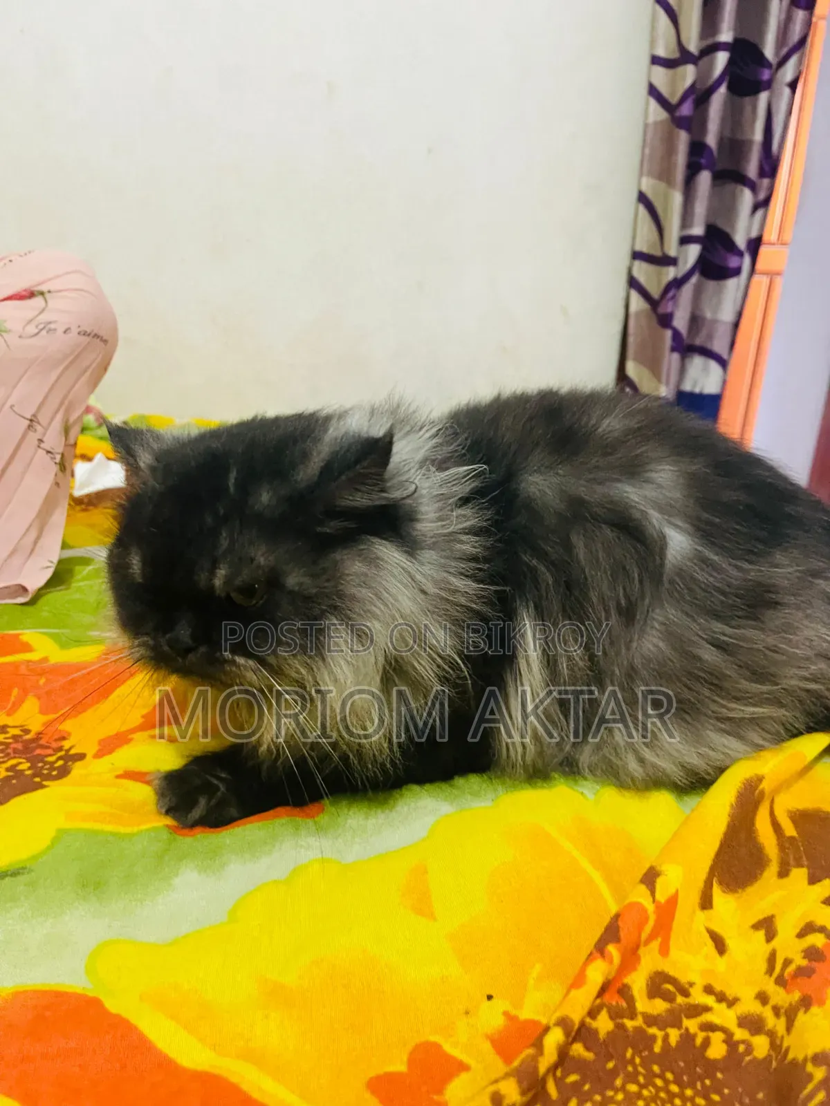 6-12 Months Male Purebred Persian