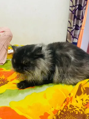 6-12 Months Male Purebred Persian