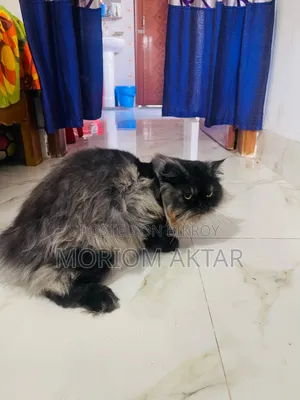 6-12 Months Male Purebred Persian