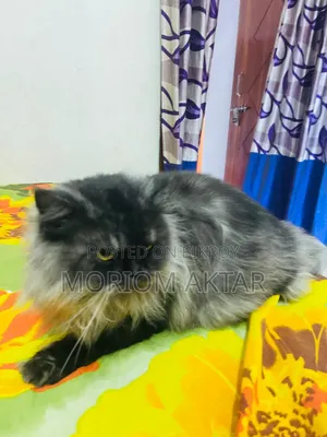 6-12 Months Male Purebred Persian