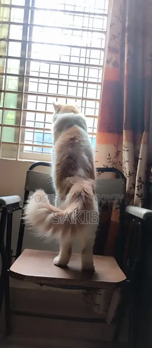 6-12 Months Male Mixed Breed Persian