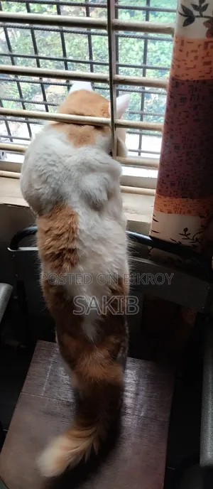 6-12 Months Male Mixed Breed Persian