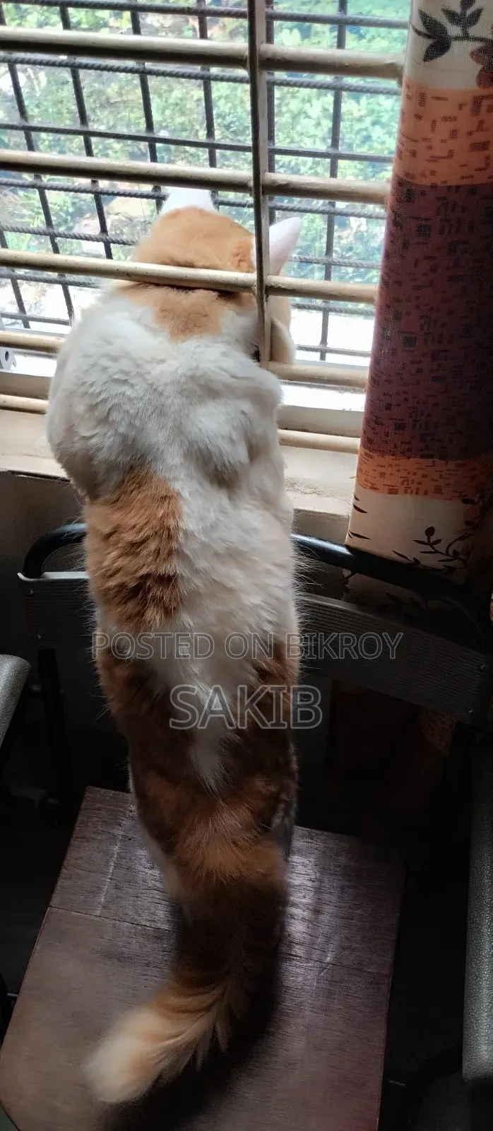 6-12 Months Male Mixed Breed Persian