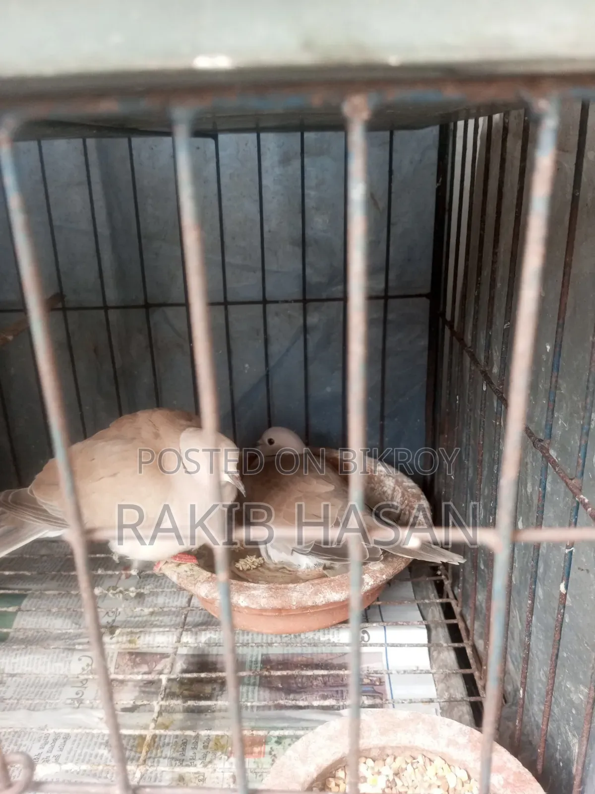 অস্ট্রেলিয়ান ঘুঘু
