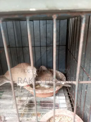 অস্ট্রেলিয়ান ঘুঘু