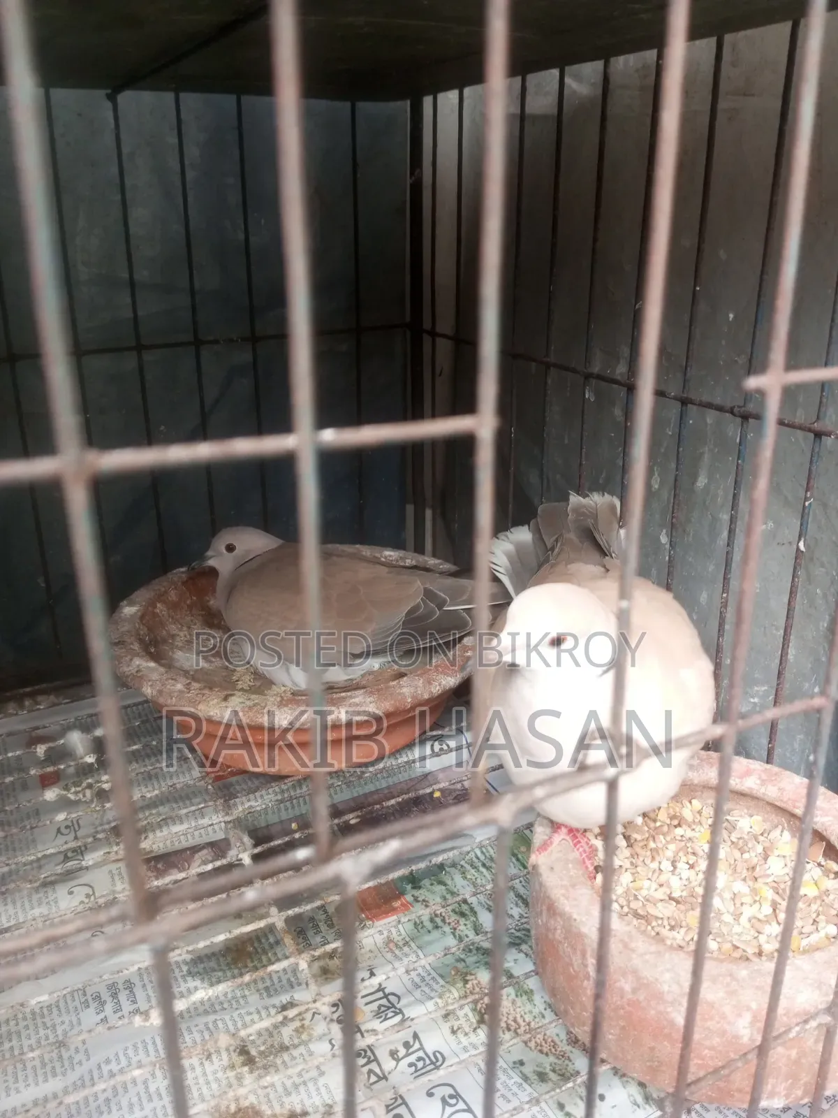 অস্ট্রেলিয়ান ঘুঘু