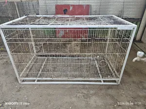পাখির খাচা