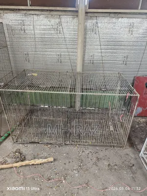 Bird Cage