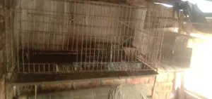 পাখির খাচা