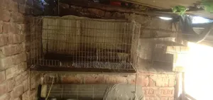 পাখির খাচা