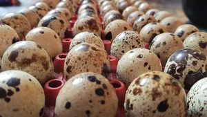 Quail Bird Eggs (Dubai Jumbo Hybrid Cross Quail)