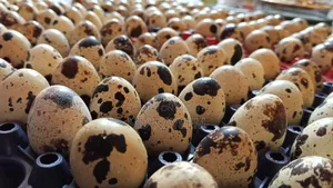 Quail Bird Eggs (Dubai Jumbo Hybrid Cross Quail)