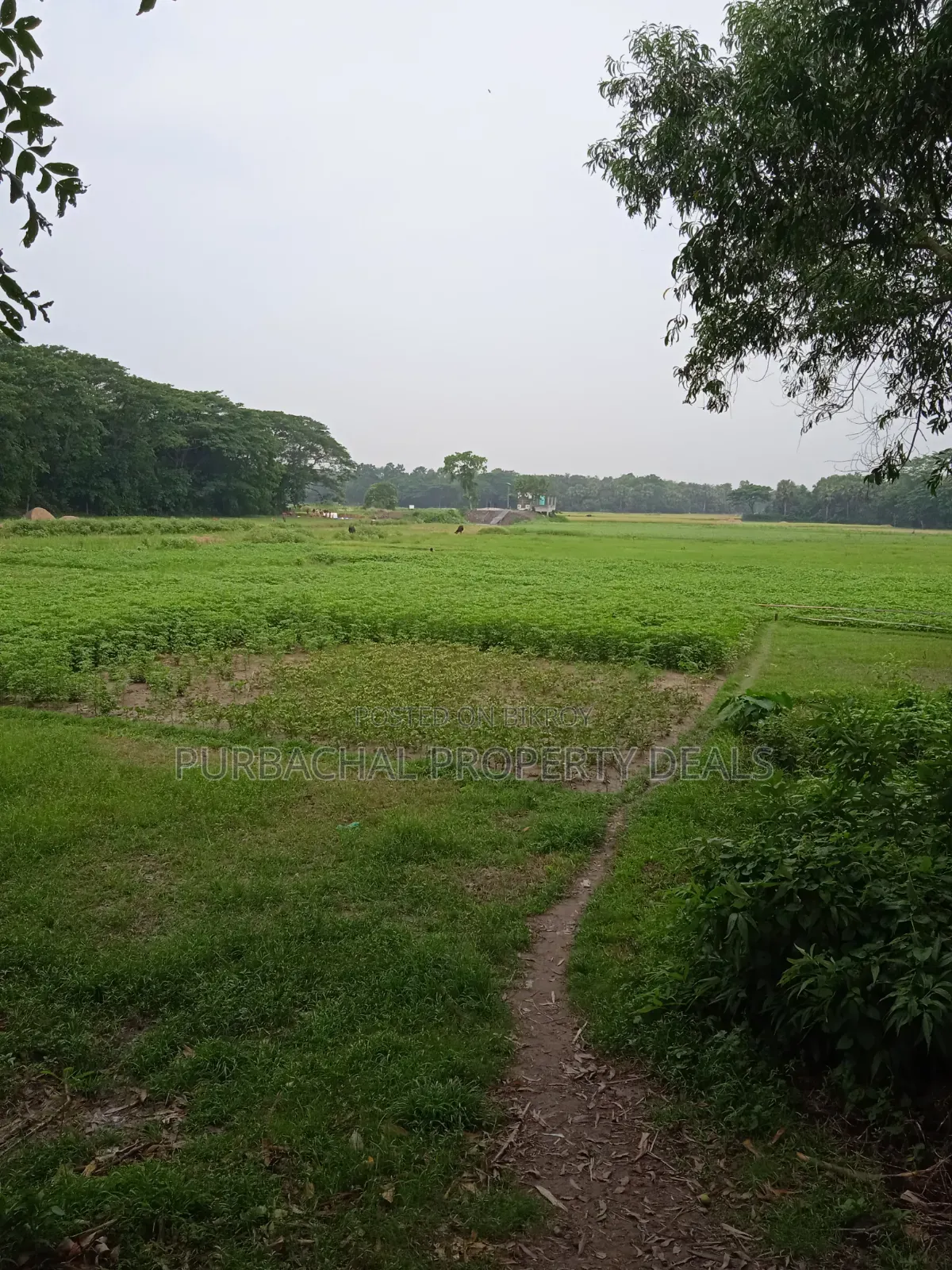 কালিগঞ্জে ১২ বিঘা বিশাল গার্ডেন প্রজেক্টের জন্য উপযুক্ত জমি বিক্রয়