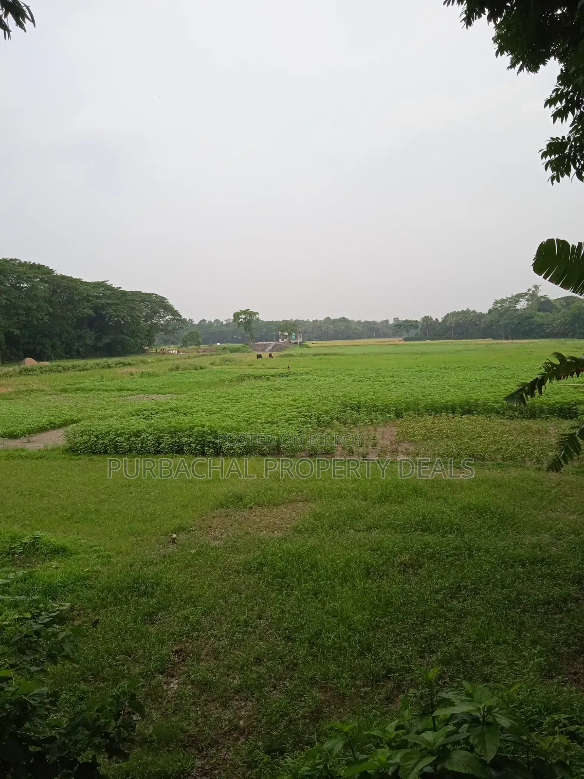 কালিগঞ্জে ১২ বিঘা বিশাল গার্ডেন প্রজেক্টের জন্য উপযুক্ত জমি বিক্রয়