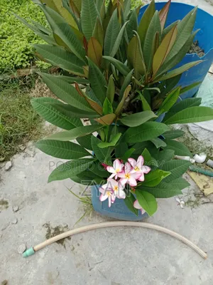 কাঠগোলাপ গাছ