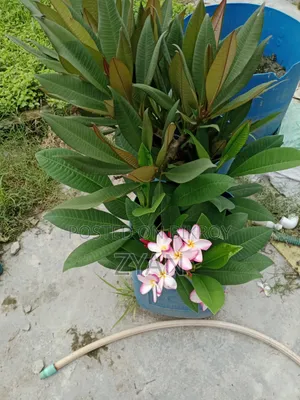 Plumeria Tree