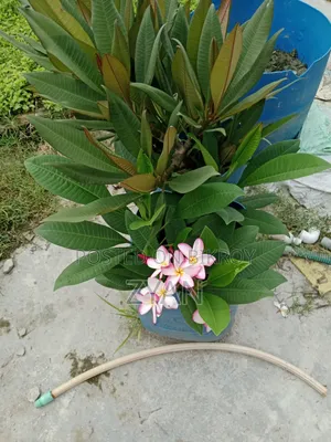 Plumeria Tree