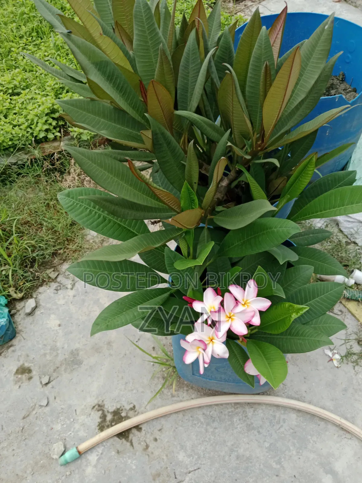Plumeria Tree