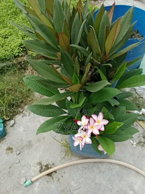 Plumeria Tree