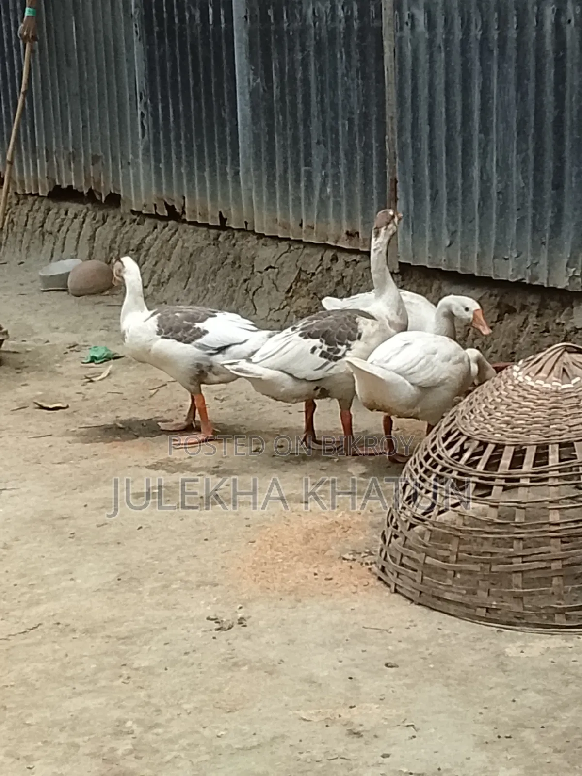 Domestic Geese for Sale, Raised at Home