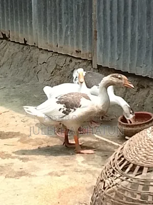 Domestic Geese for Sale, Raised at Home