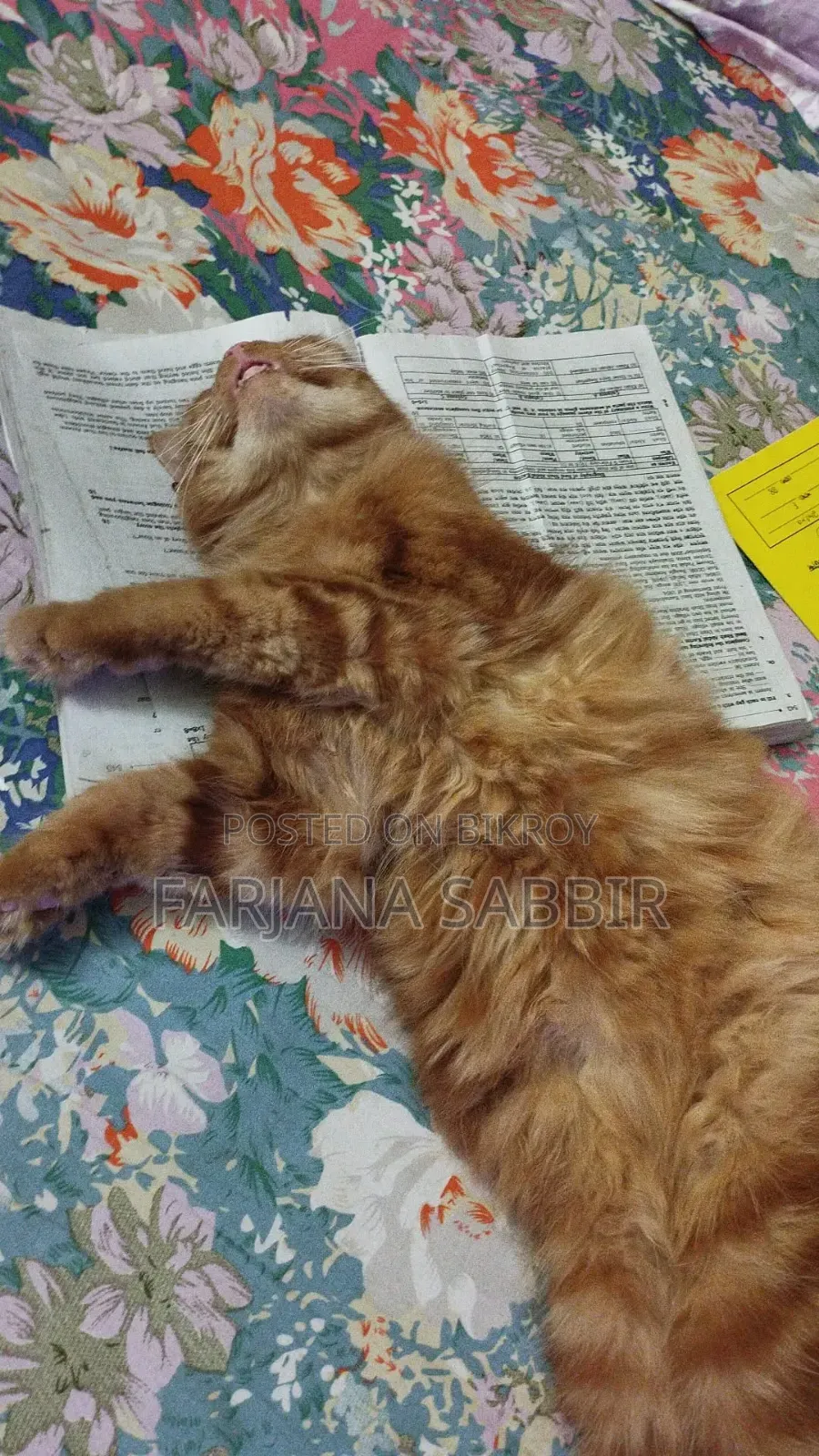 6-12 Months Male Purebred Persian