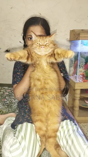 6-12 Months Male Purebred Persian