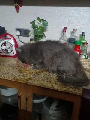 1+ Year Male Purebred Persian