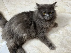 1+ Year Male Purebred Persian
