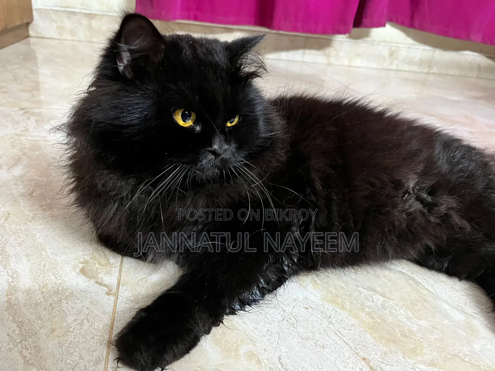 1+ Year Male Purebred Persian