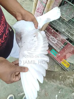 Fancy Pigeons, 2 Pieces