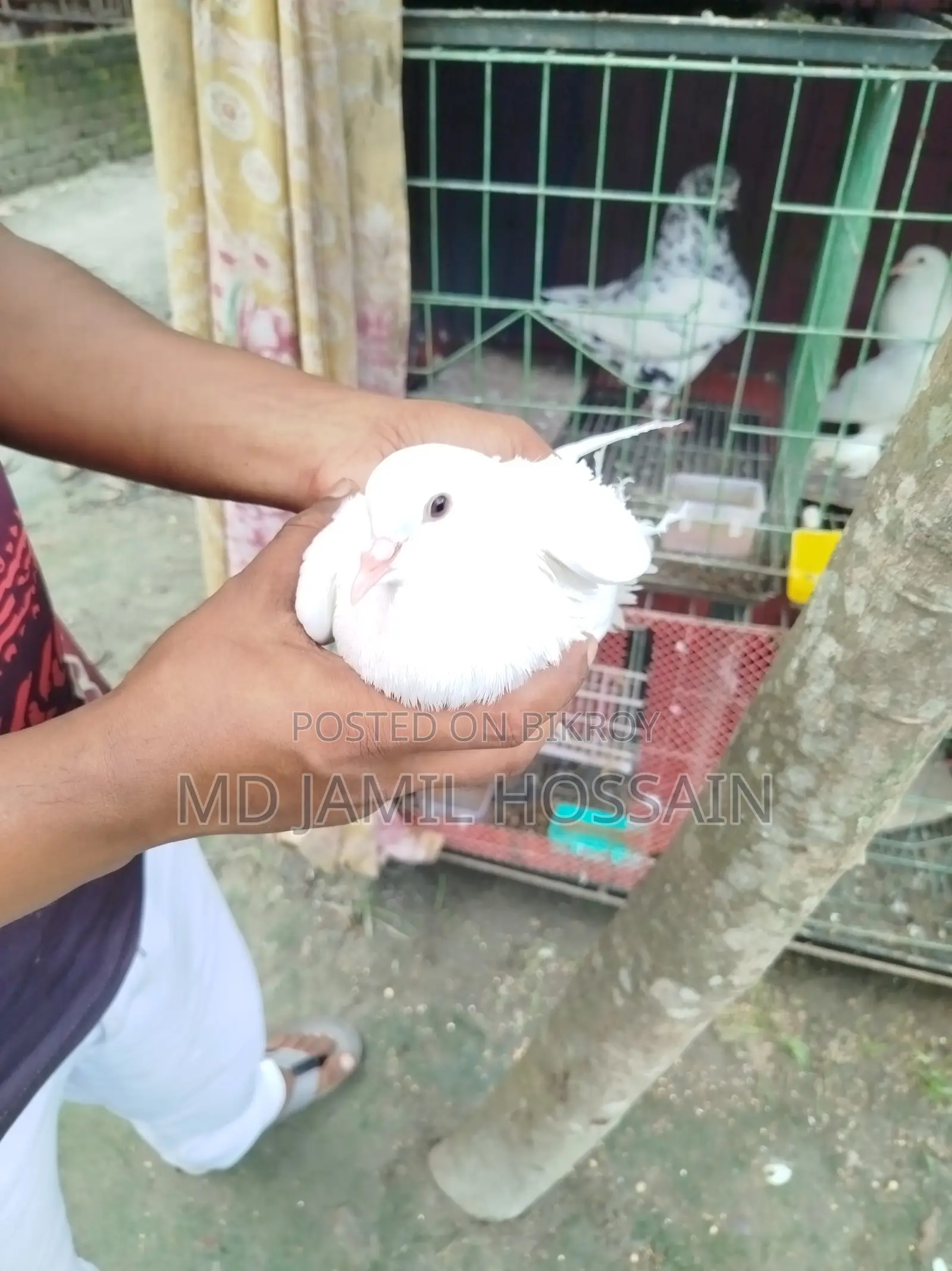 Fancy Pigeons, 2 Pieces