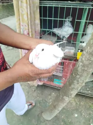 Fancy Pigeons, 2 Pieces