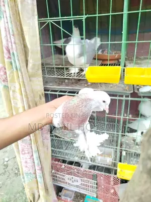Fancy Pigeons, 2 Pieces