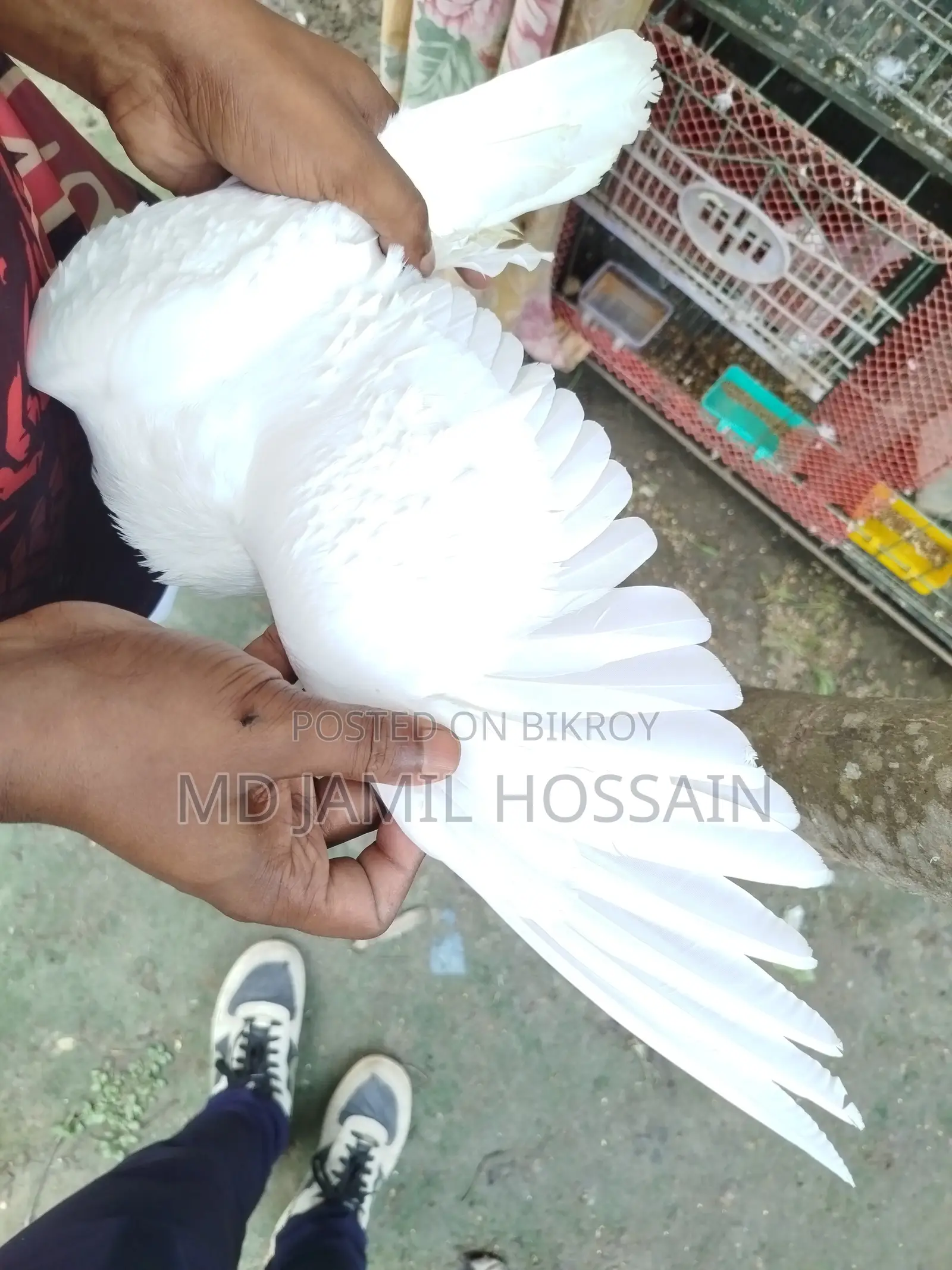 Fancy Pigeons, 2 Pieces