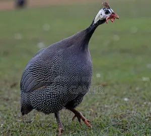 Pair of Guinea Fowl