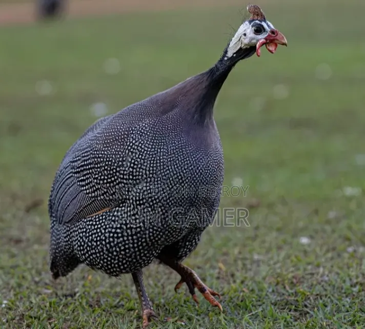 Pair of Guinea Fowl