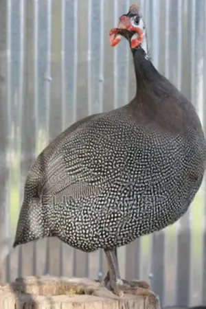 Pair of Guinea Fowl