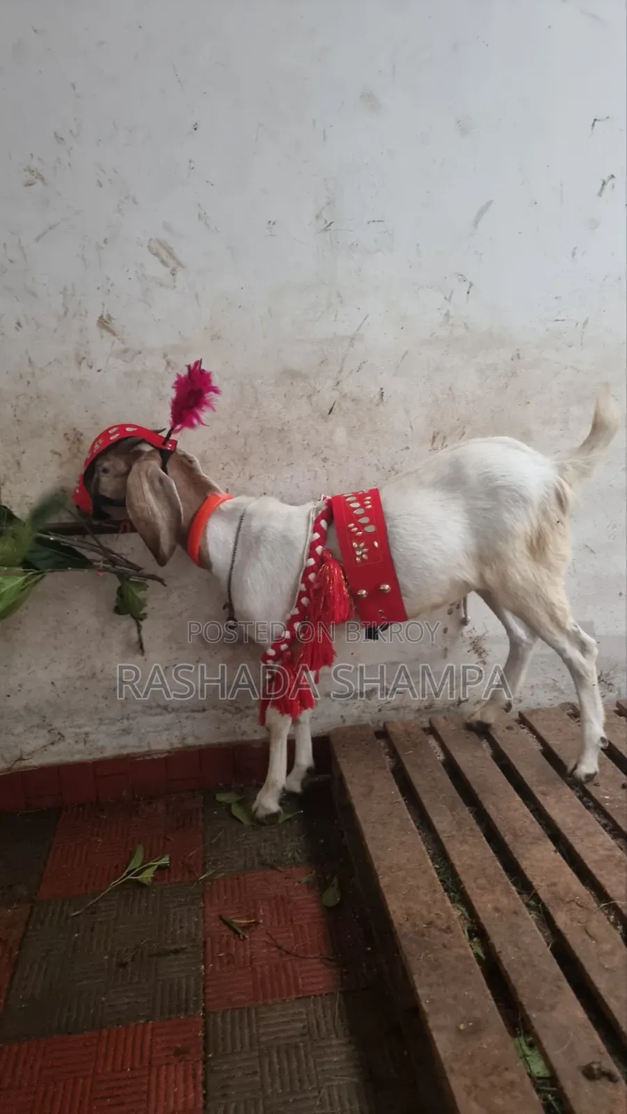 কোরবানির খাসি