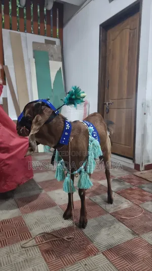 কোরবানির খাসি