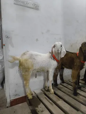 কোরবানির খাসি