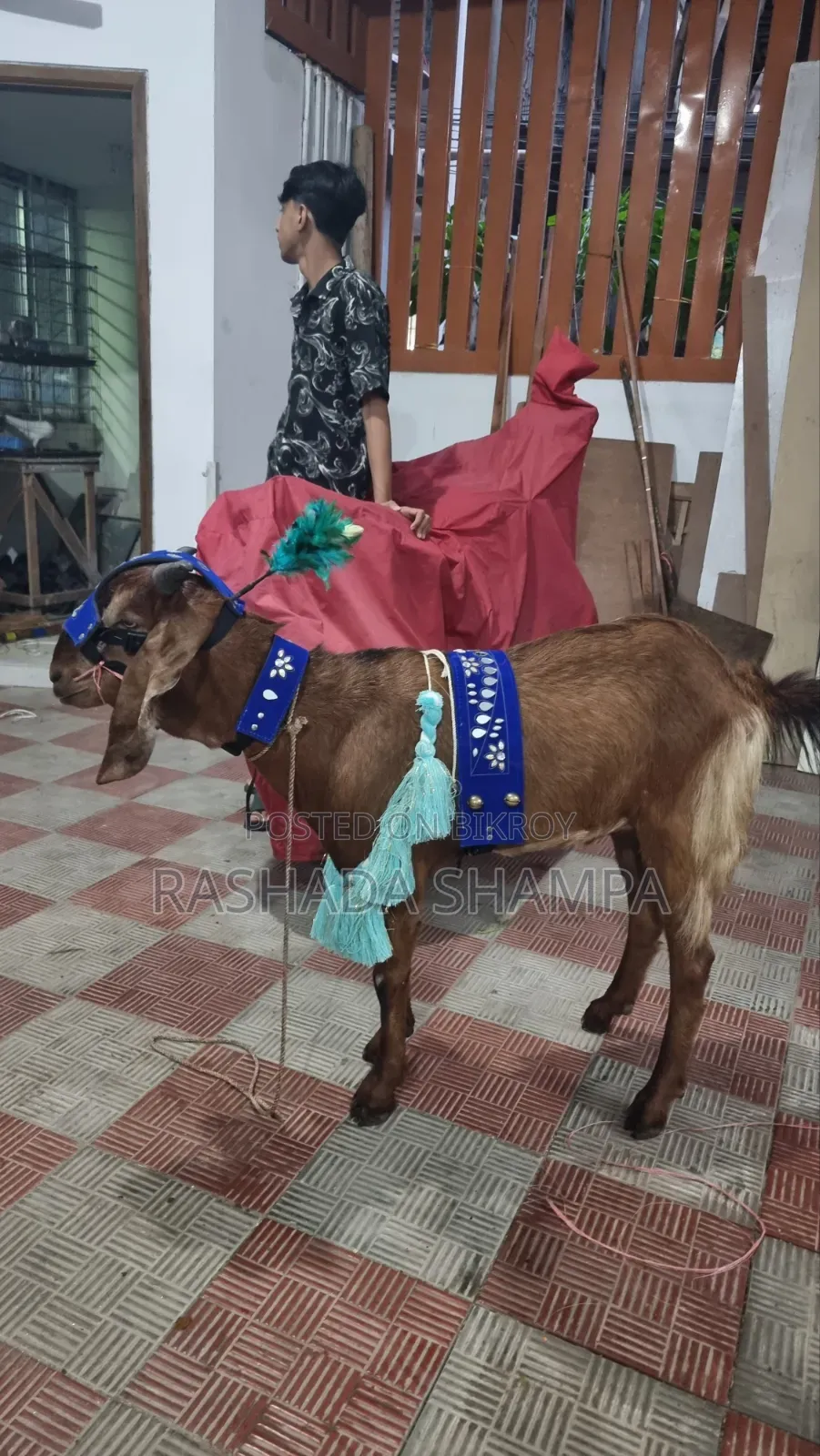 কোরবানির খাসি